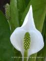 Water Arum - Calla palustrus